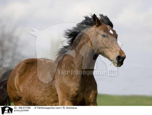 Pony-Mix Portrait / pony portrait / NS-01768