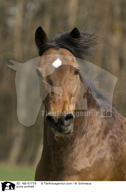 Pony-Mix Portrait / pony portrait / NS-01779