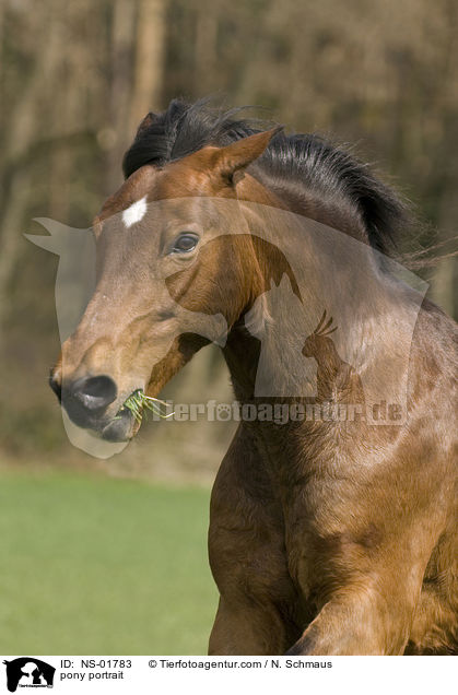 Pony-Mix Portrait / pony portrait / NS-01783