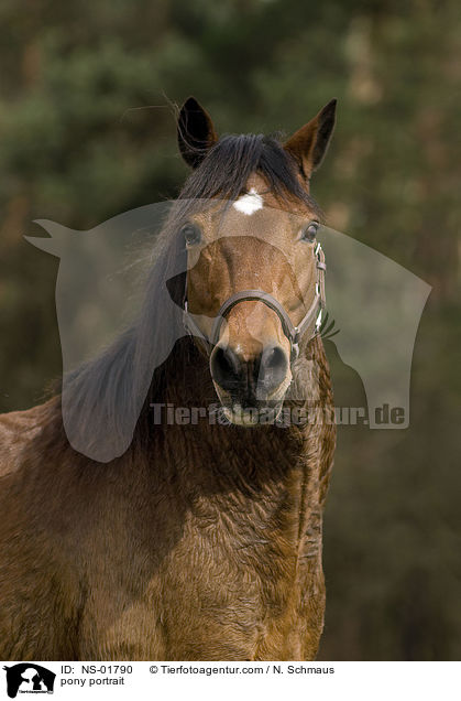Pony-Mix Portrait / pony portrait / NS-01790
