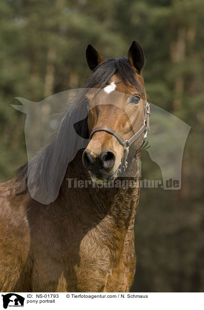 Pony-Mix Portrait / pony portrait / NS-01793