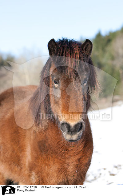 Pony Portrait / Pony Portrait / IPI-01718