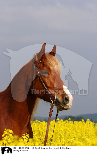 Pony Portrait / Pony Portrait / JH-09413