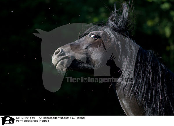 Ponymix Portrait / Pony crossbreed Portrait / EH-01559