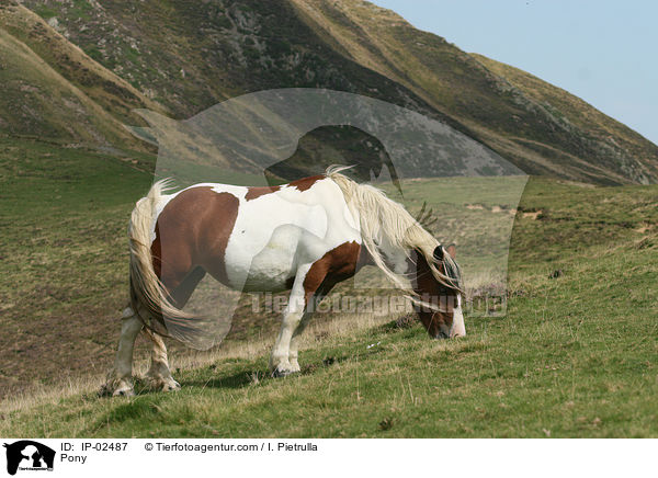 Pony / Pony / IP-02487
