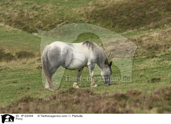 Pony / Pony / IP-02494