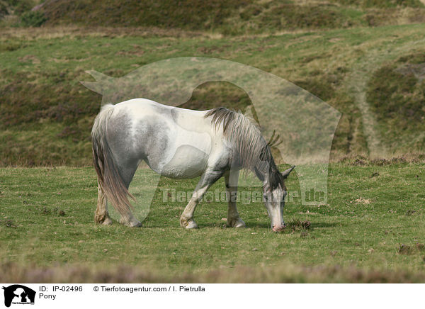 Pony / Pony / IP-02496