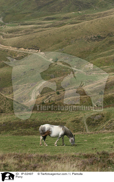 Pony / Pony / IP-02497
