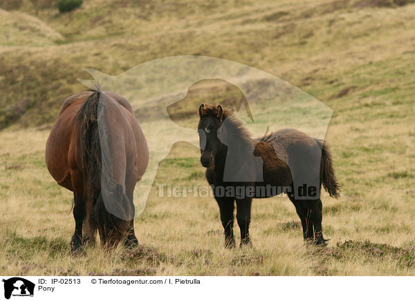 Pony / Pony / IP-02513