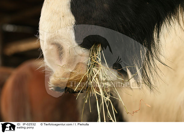 fressendes Pony / eating pony / IP-02532
