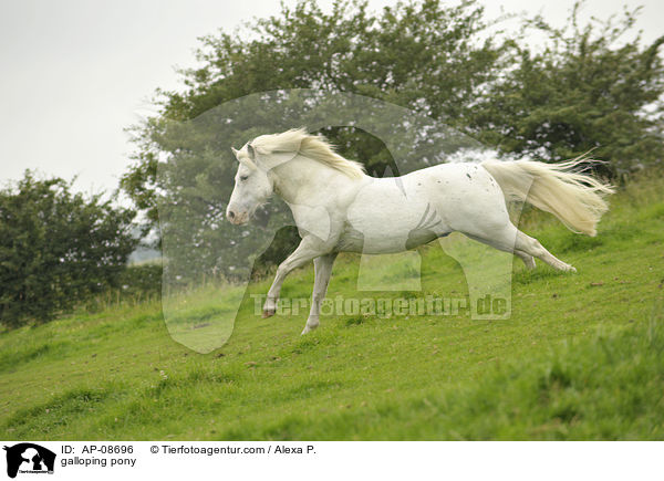 galloping pony / AP-08696
