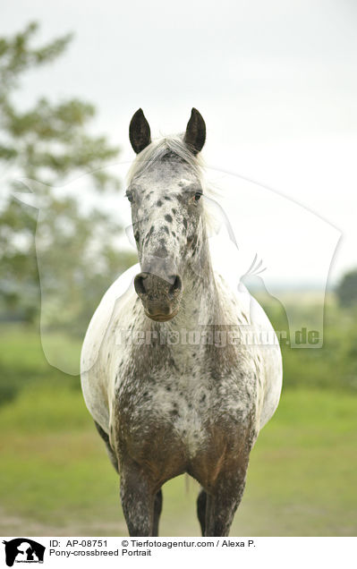 Pony-Mix Portrait / Pony-crossbreed Portrait / AP-08751