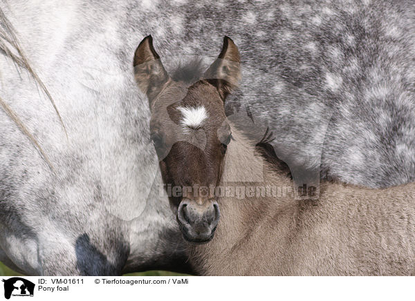 Islnder-Mix Fohlen / Pony foal / VM-01611