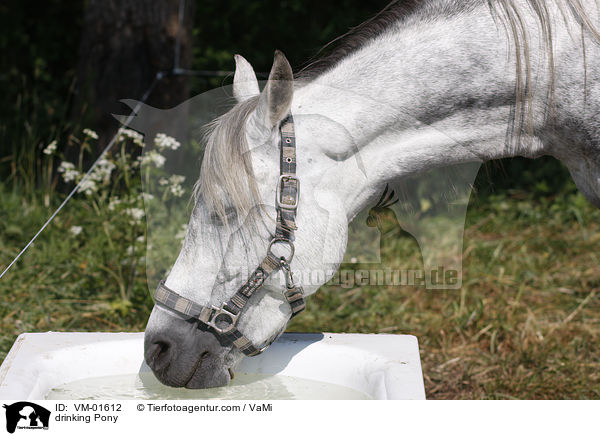 trinkender Islnder-Mix / drinking Pony / VM-01612