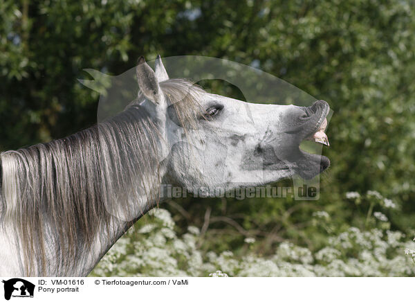 Pony portrait / VM-01616