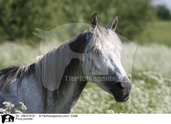 Islnder-Mix Portrait / Pony portrait / VM-01618