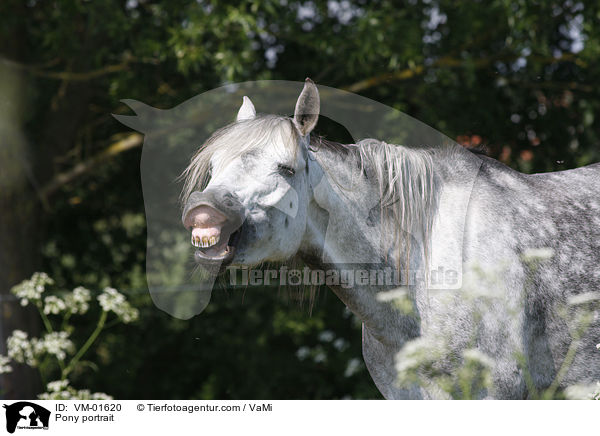Islnder-Mix Portrait / Pony portrait / VM-01620