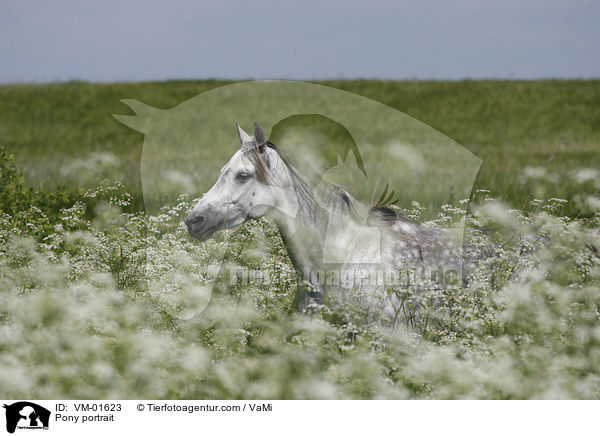 Islnder-Mix Portrait / Pony portrait / VM-01623