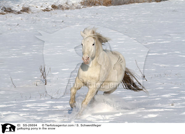 galloping pony in the snow / SS-26694