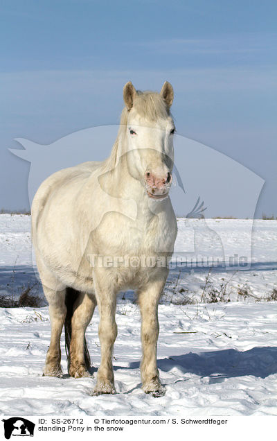 standing Pony in the snow / SS-26712