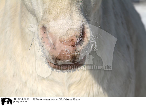 pony mouth / SS-26714