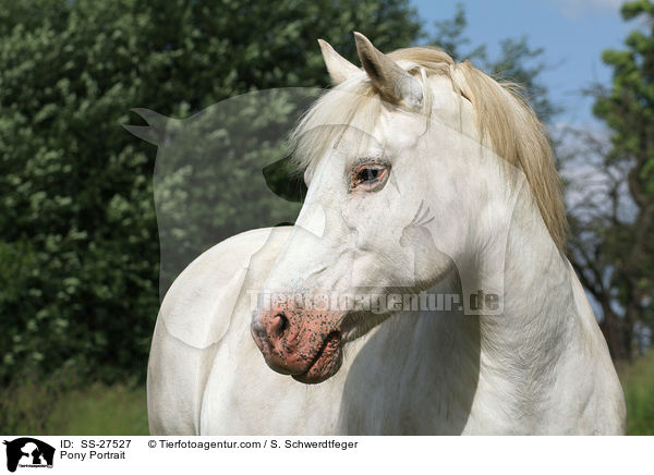 Pony Portrait / SS-27527