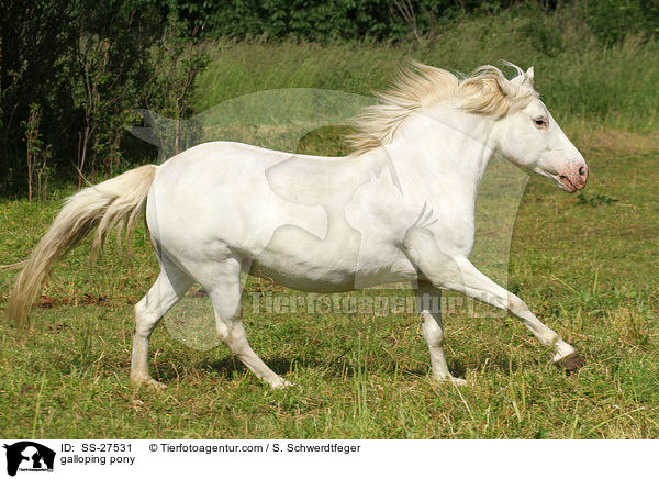 galloping pony / SS-27531