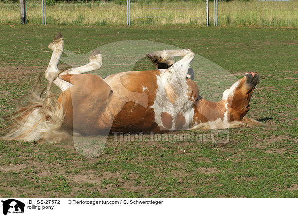 Pony wlzt sich / rolling pony / SS-27572