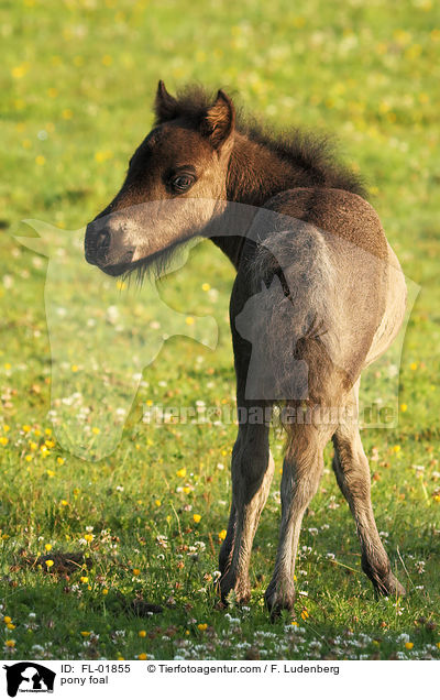 Pony Fohlen / pony foal / FL-01855