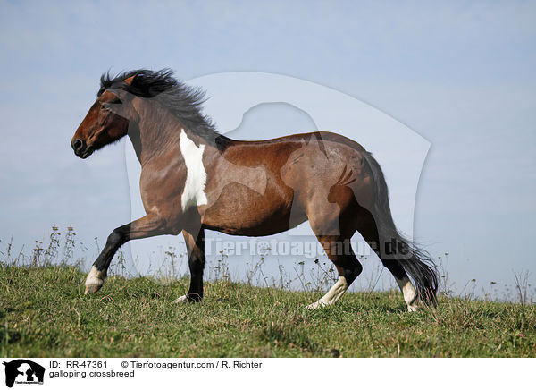 galloping crossbreed / RR-47361