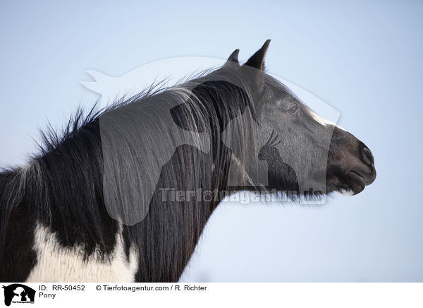 Pony / RR-50452