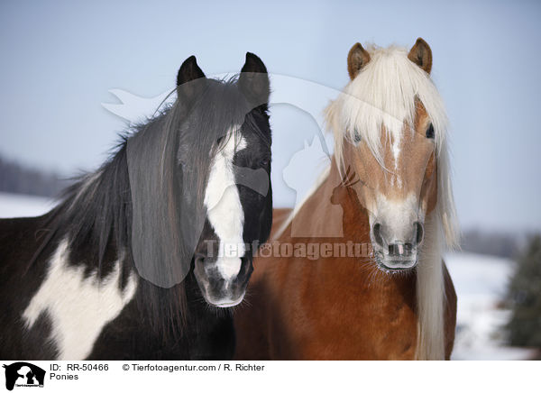 Ponies / RR-50466