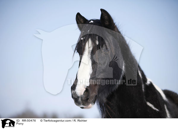 Pony / Pony / RR-50476