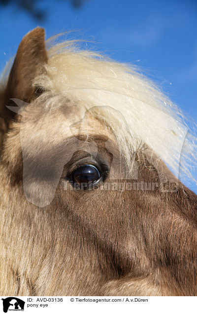 Pony Auge / pony eye / AVD-03136