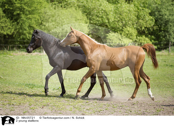 2 Junghengste / 2 young stallions / NN-05721