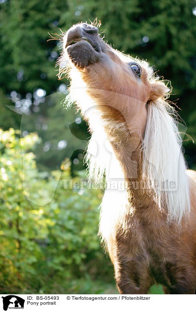 Pony Portrait / Pony portrait / BS-05493