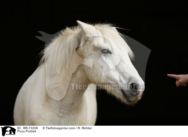 Pony Portrait / Pony Portrait / RR-73208