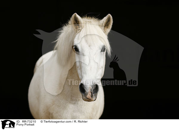 Pony Portrait / RR-73210