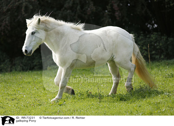 galoppierendes Pony / galloping Pony / RR-73231