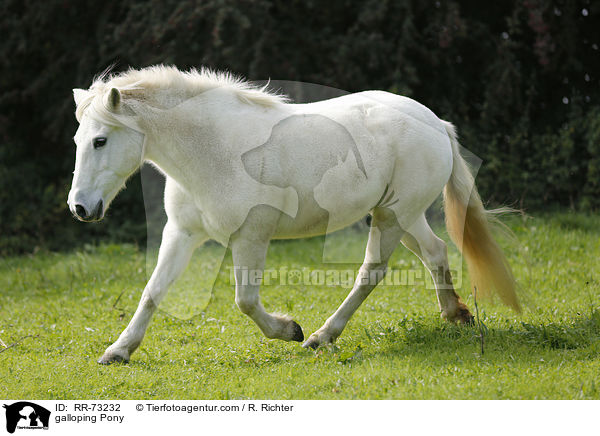 galoppierendes Pony / galloping Pony / RR-73232