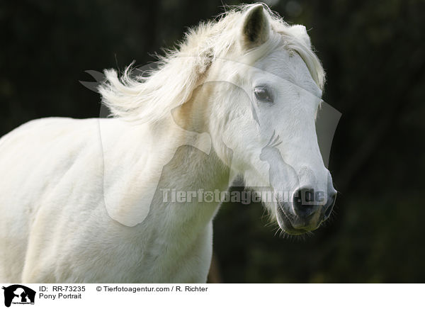 Pony Portrait / Pony Portrait / RR-73235
