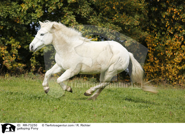 galloping Pony / RR-73250