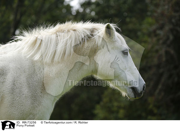 Pony Portrait / Pony Portrait / RR-73256