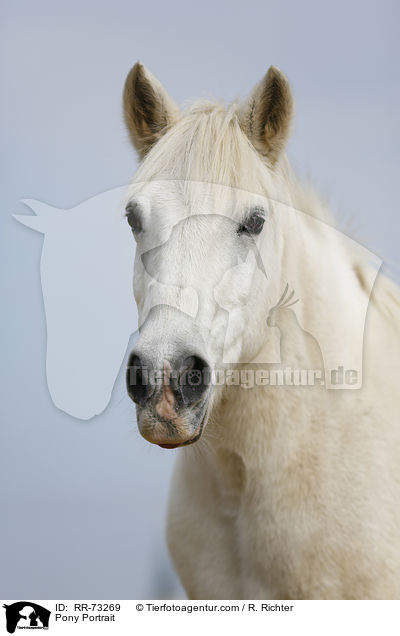 Pony Portrait / RR-73269