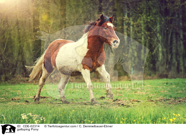 galoppierendes Pony / galloping Pony / CDE-02314