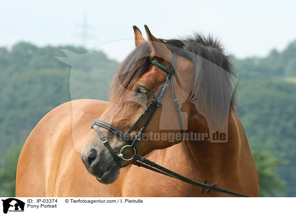 Pony Portrait / Pony Portrait / IP-03374