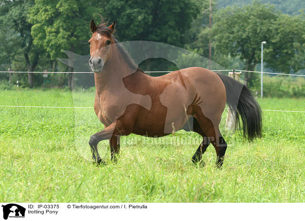 trabendes Pony / trotting Pony / IP-03375