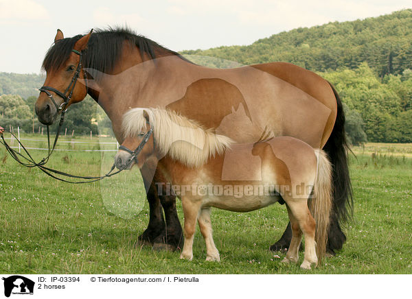 2 Pferde / 2 horses / IP-03394