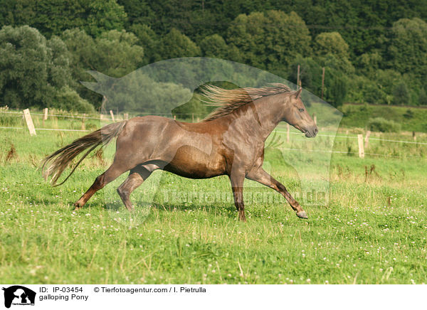 galoppierender Pony / galloping Pony / IP-03454