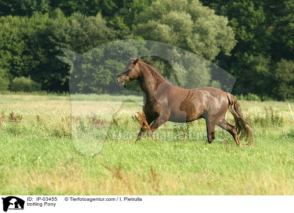 trabendes Pony / trotting Pony / IP-03455